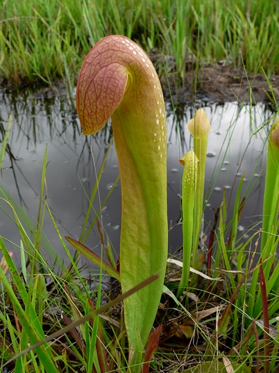 {Sarracenia minor}